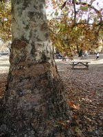 fall in Marshall Park; photo by Donna McMaster