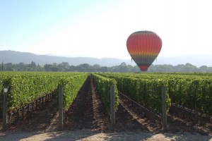 Baloon in Vinyard