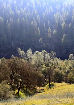 gray pines at Cronan Ranch near Coloma