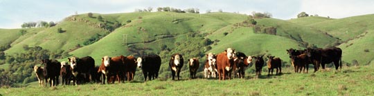 cattle at Bacchi Ranch