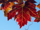 grape leaves at a Coloma-area vineyard