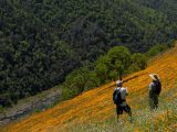 hiking through spring poppies on the American River