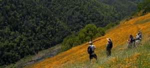 hiking through spring poppies on the American River