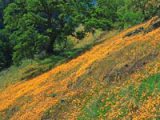 spring poppies along the American River