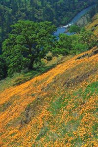 spring poppies along the American River