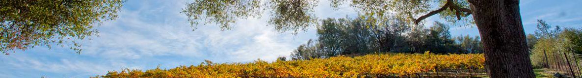 grapevines at Gold Hill Vineyards near Coloma