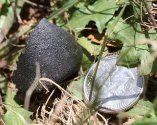 Sutter's Mill meteorite fragment