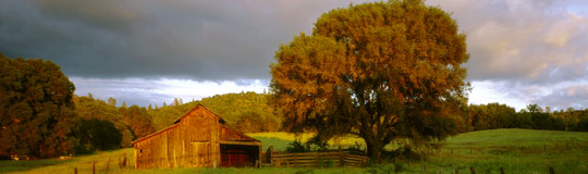 old barn and oak tree in Lotus, California