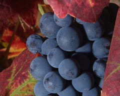 wine grapes in a Coloma area vineyard